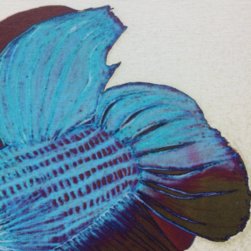 Beta Fish - Original Wall Art print on 12 x 12 canvas - Picture 5 of 6